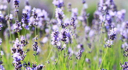 color lavender field