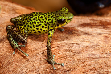 poison dart frog