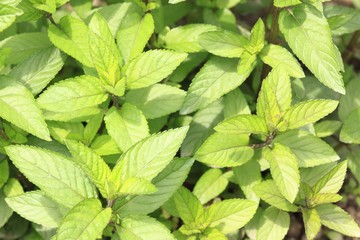 Mint plant lat. Mentha aquatica