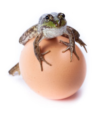 Marsh Frog, Rana ridibunda