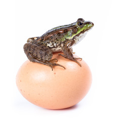 Marsh Frog, Rana ridibunda