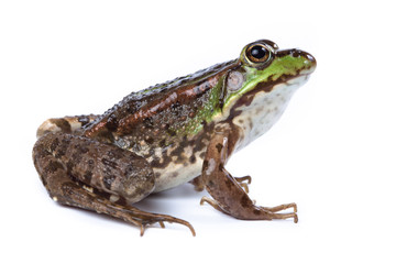 Marsh Frog, Rana ridibunda