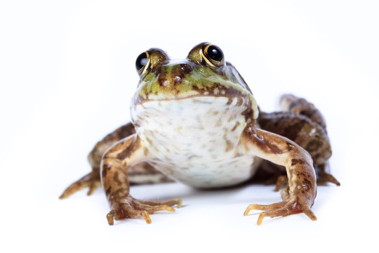 Marsh Frog, Rana ridibunda