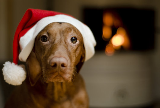 christmas vizsla