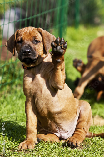 "Winkender Rhodesian Ridgeback Welpe" Stockfotos und lizenzfreie Bilder
