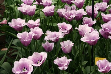 Obraz na płótnie Canvas Tulipani viola