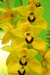 Fototapeta na wymiar Orchidea Cymbidium