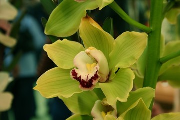 orchidea Cymbidium