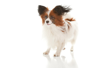 papillion dog