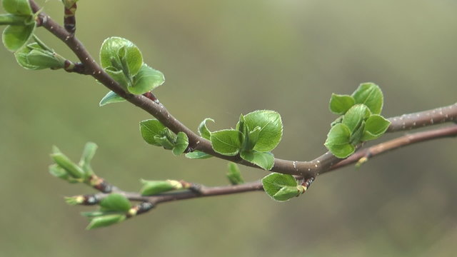 Close up shot of branch of spring pear tree.