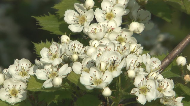 HD 1080 shot of white flowers of hawthorn.