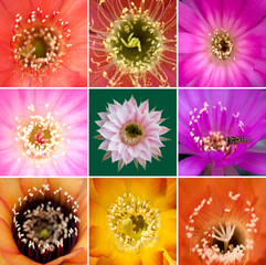 Collage Blüten von Kakteen