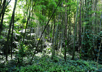 forêt de bambous et palmiers