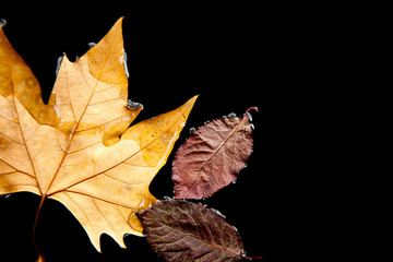 Hojas de &aacute;rbol