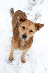 Winter portrait of a dog