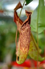 nepenthes truncata