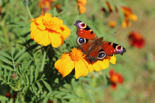Bright peacock butterfly on orange marigold