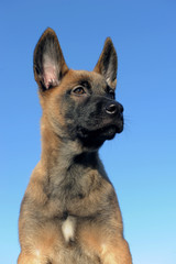 chiot berger belge malinois