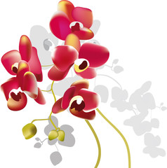 red orchid flowers