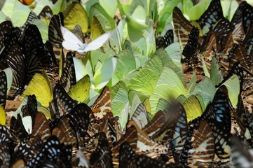 Butterfly Background