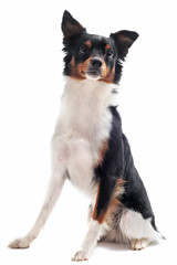 chien assis attentif