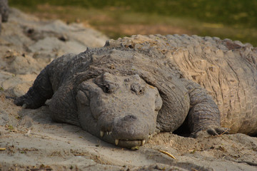 Crocodile