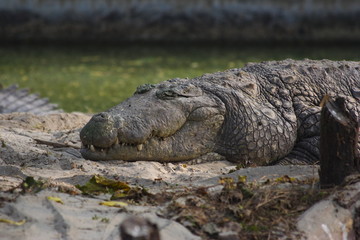 Crocodile