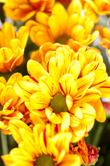Chrysanthemum Flowers