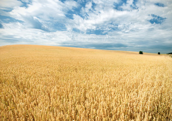 Autumn landscape. Yellow field