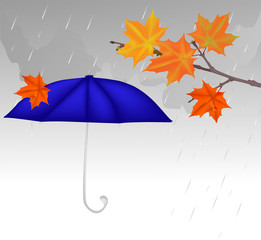 blue umbrella and maple leaves under rain