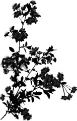 black cherry tree branches silhouette