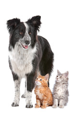 Border collie and two kittens