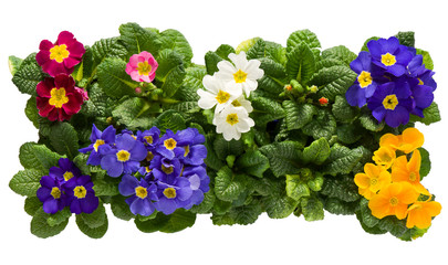 A sets of Primulas from above