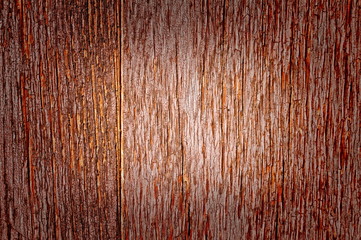Rotten wood focus