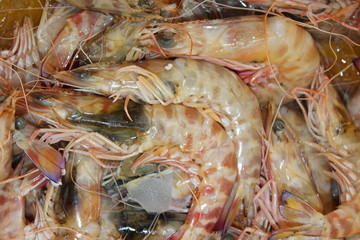 Fresh Prawns