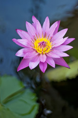 pink lotus flower