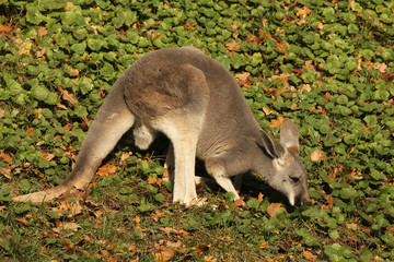Young kangaroo eating grass