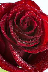 Beautiful rose red.
