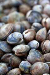 palourdes, coquillages, fruits de mer, crustacés, aliment