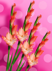 Beautiful red gladiolus over bright background