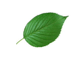 Obraz premium Beautiful green leaf isolated on white