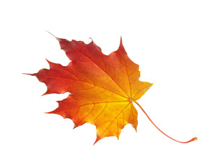 autumn maple leaf isolated on a white background