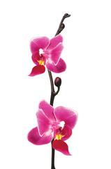 Flower beautiful pink orchid - phalaenopsis isolated over white
