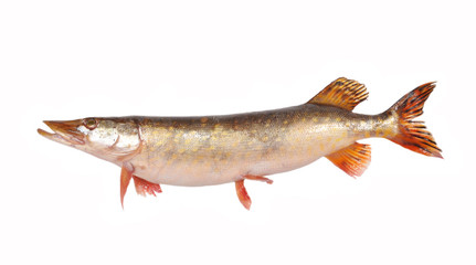 Fish a pike