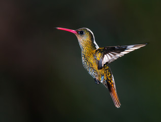 Gilded Hummingbird, (Hylocharis chrysura).