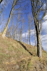 Forest on the slope