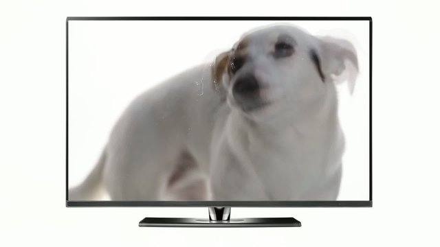 Cane lecca schermo