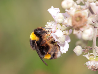Bumblebee sucking pollen