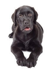 Black-Chocolate Labrador Retriever Puppy