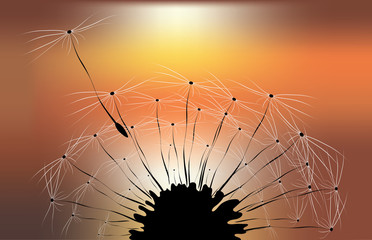 Dandelion at Sunset. Vector illustration.